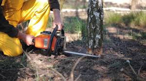  , USA Tree Removal Pros